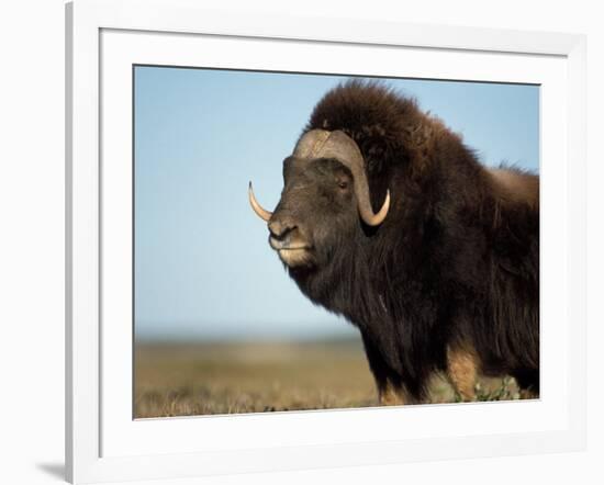 Musk Ox Bull on the North Slope of the Brooks Range, Alaska, USA-Steve Kazlowski-Framed Photographic Print