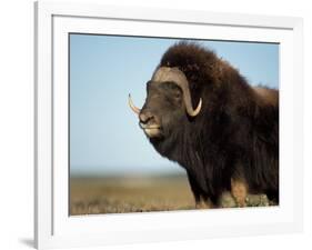 Musk Ox Bull on the North Slope of the Brooks Range, Alaska, USA-Steve Kazlowski-Framed Photographic Print