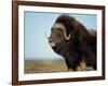 Musk Ox Bull on the North Slope of the Brooks Range, Alaska, USA-Steve Kazlowski-Framed Photographic Print