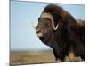 Musk Ox Bull on the North Slope of the Brooks Range, Alaska, USA-Steve Kazlowski-Mounted Photographic Print