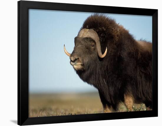 Musk Ox Bull on the North Slope of the Brooks Range, Alaska, USA-Steve Kazlowski-Framed Photographic Print