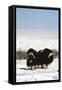 Musk Ox Bull Wildlife, Arctic National Wildlife Refuge, Alaska, USA-Hugh Rose-Framed Stretched Canvas