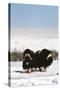 Musk Ox Bull Wildlife, Arctic National Wildlife Refuge, Alaska, USA-Hugh Rose-Stretched Canvas