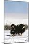 Musk Ox Bull Wildlife, Arctic National Wildlife Refuge, Alaska, USA-Hugh Rose-Mounted Photographic Print