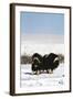 Musk Ox Bull Wildlife, Arctic National Wildlife Refuge, Alaska, USA-Hugh Rose-Framed Photographic Print