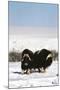 Musk Ox Bull Wildlife, Arctic National Wildlife Refuge, Alaska, USA-Hugh Rose-Mounted Photographic Print