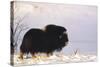 Musk Ox Bull Wildlife, Arctic National Wildlife Refuge, Alaska, USA-Hugh Rose-Stretched Canvas