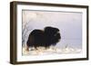 Musk Ox Bull Wildlife, Arctic National Wildlife Refuge, Alaska, USA-Hugh Rose-Framed Photographic Print