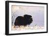 Musk Ox Bull Wildlife, Arctic National Wildlife Refuge, Alaska, USA-Hugh Rose-Framed Photographic Print