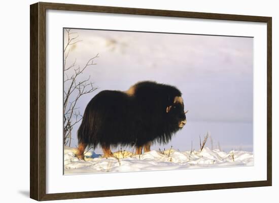 Musk Ox Bull Wildlife, Arctic National Wildlife Refuge, Alaska, USA-Hugh Rose-Framed Photographic Print