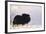 Musk Ox Bull Wildlife, Arctic National Wildlife Refuge, Alaska, USA-Hugh Rose-Framed Photographic Print