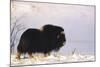 Musk Ox Bull Wildlife, Arctic National Wildlife Refuge, Alaska, USA-Hugh Rose-Mounted Photographic Print