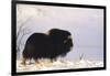 Musk Ox Bull Wildlife, Arctic National Wildlife Refuge, Alaska, USA-Hugh Rose-Framed Photographic Print