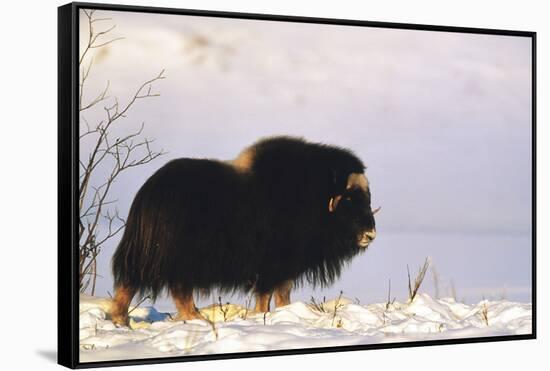 Musk Ox Bull Wildlife, Arctic National Wildlife Refuge, Alaska, USA-Hugh Rose-Framed Stretched Canvas