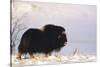 Musk Ox Bull Wildlife, Arctic National Wildlife Refuge, Alaska, USA-Hugh Rose-Stretched Canvas