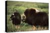 Musk Ox Bull Wildlife, Arctic National Wildlife Refuge, Alaska, USA-Hugh Rose-Stretched Canvas