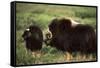 Musk Ox Bull Wildlife, Arctic National Wildlife Refuge, Alaska, USA-Hugh Rose-Framed Stretched Canvas