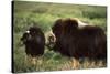 Musk Ox Bull Wildlife, Arctic National Wildlife Refuge, Alaska, USA-Hugh Rose-Stretched Canvas