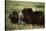Musk Ox Bull Wildlife, Arctic National Wildlife Refuge, Alaska, USA-Hugh Rose-Stretched Canvas