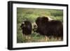 Musk Ox Bull Wildlife, Arctic National Wildlife Refuge, Alaska, USA-Hugh Rose-Framed Photographic Print