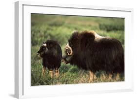 Musk Ox Bull Wildlife, Arctic National Wildlife Refuge, Alaska, USA-Hugh Rose-Framed Photographic Print