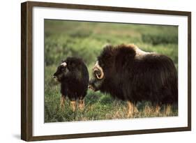 Musk Ox Bull Wildlife, Arctic National Wildlife Refuge, Alaska, USA-Hugh Rose-Framed Photographic Print