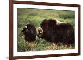 Musk Ox Bull Wildlife, Arctic National Wildlife Refuge, Alaska, USA-Hugh Rose-Framed Photographic Print