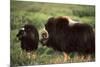 Musk Ox Bull Wildlife, Arctic National Wildlife Refuge, Alaska, USA-Hugh Rose-Mounted Photographic Print