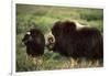 Musk Ox Bull Wildlife, Arctic National Wildlife Refuge, Alaska, USA-Hugh Rose-Framed Photographic Print