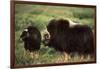 Musk Ox Bull Wildlife, Arctic National Wildlife Refuge, Alaska, USA-Hugh Rose-Framed Photographic Print