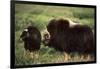 Musk Ox Bull Wildlife, Arctic National Wildlife Refuge, Alaska, USA-Hugh Rose-Framed Photographic Print