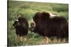 Musk Ox Bull Wildlife, Arctic National Wildlife Refuge, Alaska, USA-Hugh Rose-Stretched Canvas