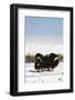 Musk Ox Bull Wildlife, Arctic National Wildlife Refuge, Alaska, USA-Hugh Rose-Framed Photographic Print