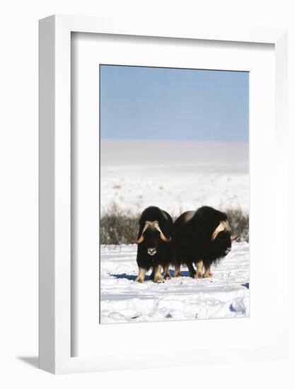 Musk Ox Bull Wildlife, Arctic National Wildlife Refuge, Alaska, USA-Hugh Rose-Framed Photographic Print