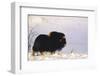 Musk Ox Bull Wildlife, Arctic National Wildlife Refuge, Alaska, USA-Hugh Rose-Framed Photographic Print