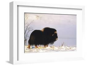 Musk Ox Bull Wildlife, Arctic National Wildlife Refuge, Alaska, USA-Hugh Rose-Framed Photographic Print