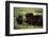 Musk Ox Bull Wildlife, Arctic National Wildlife Refuge, Alaska, USA-Hugh Rose-Framed Photographic Print