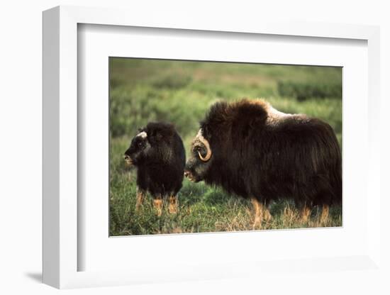 Musk Ox Bull Wildlife, Arctic National Wildlife Refuge, Alaska, USA-Hugh Rose-Framed Photographic Print