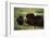 Musk Ox Bull Wildlife, Arctic National Wildlife Refuge, Alaska, USA-Hugh Rose-Framed Photographic Print