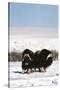 Musk Ox Bull Wildlife, Arctic National Wildlife Refuge, Alaska, USA-Hugh Rose-Stretched Canvas