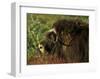 Musk Ox Bull-Charles Glover-Framed Giclee Print