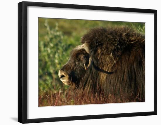 Musk Ox Bull-Charles Glover-Framed Giclee Print