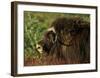 Musk Ox Bull-Charles Glover-Framed Giclee Print