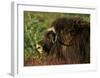 Musk Ox Bull-Charles Glover-Framed Giclee Print