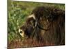 Musk Ox Bull-Charles Glover-Mounted Giclee Print