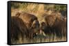 Musk Ox Bulls-Ken Archer-Framed Stretched Canvas