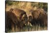 Musk Ox Bulls-Ken Archer-Stretched Canvas