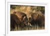 Musk Ox Bulls-Ken Archer-Framed Premium Photographic Print