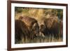 Musk Ox Bulls-Ken Archer-Framed Premium Photographic Print