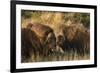 Musk Ox Bulls-Ken Archer-Framed Premium Photographic Print